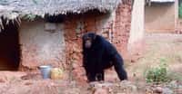 Dans certaines régions de la planète, les Hommes et les grands singes vivent ensemble. © Nicolas Granier, Biotope et Les chimpanzés de Bossou et Nimba, Green Corridor Charity