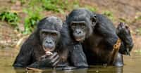 Les bonobos font partie de ces grands singes dont le territoire est gravement menacé. © Uryadnikv Sergey, Adobe Stock