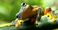 Comment expliquer le déclin des amphibiens ? © Alan Cressler, USGS
