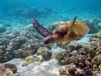 La tortue verte a une fonction vitale dans la faune marine. Elle contrôle l'expansion des algues dans les récifs coralliens. © Brocken Inaglory, GNU 1.2
