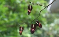 Les papillons du genre Heliconius sont abondamment étudiés pour leurs capacités de mimétisme. &copy; Susan Finkbeiner