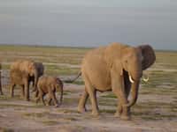 Les infrasons sont couramment utilisés par les éléphants, notamment par les femelles dominantes lorsqu’elles guident leur groupe ou lorsqu’une mère veut surveiller et garder sa progéniture à distance. Ces éléphants d'Afrique ont été photographiés à l'Amboseli National Park, au Kenya. © Angela S. Stoeger