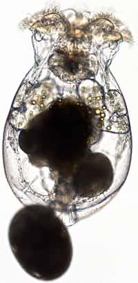 Une femelle rotifère utilisée lors des tests de sensibilité à la mixture dispersant-pétrole. Une mixture 52 fois plus toxique pour les rotifères que le pétrole seul. © Georgia Institute of Technology
