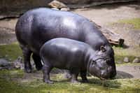 L'hippopotame nain est environ deux fois moins grand que l'hippopotame commun. &copy; Sebastian Niedlich (Grabthar), Flickr, cc by nc sa 2.0