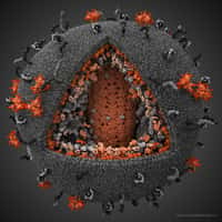 Le virus du Sida pourra-t-il un jour être ciblé par un vaccin totalement efficace ? © http://visualscience.ru/en/
