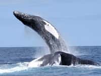 Les baleines à bosse sont connues pour leur chant. Les mâles chantent principalement durant la saison de reproduction, lorsqu'ils ont rejoint les eaux équatoriales chaudes. © NEFSC, NOAA