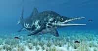 Les ichtyosaures sont apparus il y a 250 millions d'années, légèrement avant les dinosaures (230 millions d'années) et ont disparu peu avant eux. Ces vertébrés marins ressemblaient aux dauphins actuels. Comme eux, ils devaient venir respirer l'air à la surface des eaux. © Michael Rosskothen, Shutterstock