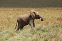 Éléphanteau à « Mara Triangle » au Kenya. © Graeme Green, tous droits réservés, reproduction interdite