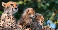 Famille de guépards. © Tambako The Jaguar, Flickr, CC by-nc 2.0