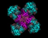 En prenant compte l'activité biochimique de bactéries Escherichia coli, des chercheurs du Virginia Tech (États-Unis) ont pu démontrer qu’il serait possible de commander un robot par un cerveau bactérien. © Phoebus87, Wikimedia Commons, CC by-sa 3.0