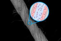 Observé au microscope à balayage électronique, le supercondensateur sous forme de fil tissé avec des nanofils de niobium. Dans la vue agrandie, la partie rose figure la couche de polymère conducteur qui permet d’augmenter la capacité de charge du supercondensateur. Les billes bleues et rouges matérialisent les ions positifs et négatifs. © Massachusetts Institute of Technology, University of British Columbia