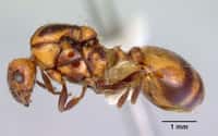 La fourmi&nbsp;Monomorium antarcticum est endémique à la Nouvelle-Zélande. On la trouve sur les deux îles, et est largement répandue. Dans certaines régions, elle est confrontée à l'invasion d'une espèce de nature plutôt agressive, la fourmi d'Argentine. © April Nobile, AntWeb.org, cc by sa 3.0