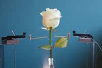 Selon les scientifiques de l’université Linköping (Suède), la création de plantes bioniques, comme cette rose, ouvre la voie à des nombreuses applications dans les domaines de l’environnement et de l’énergie. © Eliot Gomez, Linköping University