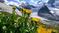 Dans les Alpes suisses, les plantes, comme la Doronicum clusii à l’image, se déplacent vers le haut en raison de la hausse des températures. © Jörg Schmill, Université de Bâle
