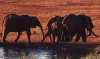 Les éléphants du Kenya poursuivis par satellite