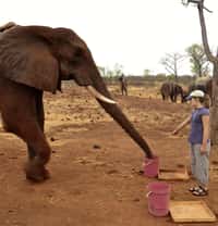 L'éléphant des savanes, Loxodonta africana, est capable d'interpréter le geste de l’Homme : si l’on pointe le doigt vers une cible, l'éléphant la regarde. © Smet et Byrne, Current Biology
