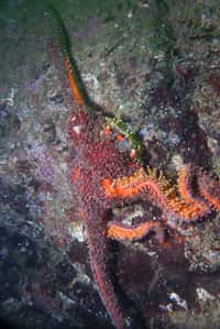 Atteinte du syndrome de dépérissement, cette étoile de mer P. helianthoides, encore accrochée sur la paroi rocheuse, est dans un état de décomposition. La photo a été prise au parc Whytecliff le 31 août 2013. © Jonathan Martin, Flickr, cc by 2.0