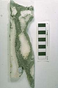 Coraux (blanc) dans des niveaux de microbialithes (grisâtres) dans un fragment de carotte prélevée sur le récif barrière de Tahiti. Crédit : IRD