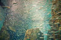Les bancs de poissons migrent en suivant les changements de température. Ces derniers se produisent tant en profondeur que suivant la latitude, ce qui rend compliquée la prévision de migration. © francoiscote, Flickr, cc by nc sa 2.0