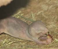 Le rat-taupe nu compense sa laideur avec une longévité exceptionnelle pour un rongeur de cette taille. Il la doit probablement en grande partie à l'acide hyaluronique particulier qu'il produit, le préservant des cancers. © Ltshears, Trisha M Shears, Wikipédia, DP