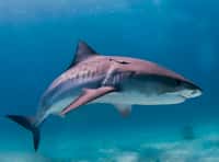 Le plus gros requin-tigre jamais pêché était une femelle de 7,4 m. Mais en moyenne, un requin-tigre mesure entre trois et quatre mètres.&nbsp;© Albert kok, Wikipédia, GNU 1.2