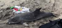Un grand dauphin trouvé échoué sur une plage de l'État du New Jersey. Depuis le 1er juillet 2013, 134 carcasses de grands dauphins ont été découvertes dans cet État. © Marine Mammal Stranding Center