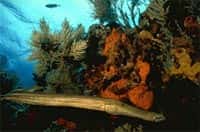 Récifs coralliens : le paradoxe de Darwin expliqué