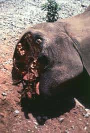 Dans les années 1980, le nombre d'éléphants d'Afrique a chuté de 1,3 million à 600.000. Depuis l'interdiction du commerce de l'ivoire en 1989, les populations des savanes se sont partiellement reconstituées mais, faute de moyens de surveillance, celles de