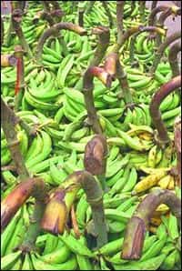 Au Queensland, un tiers de la récolte de bananes est perdu et pourrait servir à prduire de l'énergie.