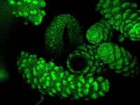 http:\occm.otago.ac.nzZoom sur des polypes de corail fluorescents en microscopie confocale