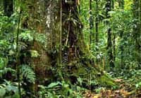 Dans la forêt amazonienne, il est inutile de savoir compter...