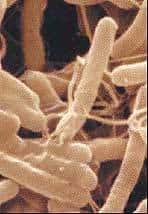 Image en microscopie électronique de la bactérie Helicobacter pylori