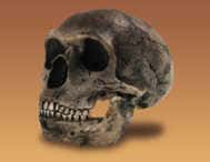 Crâne d'un homme de Néanderthal