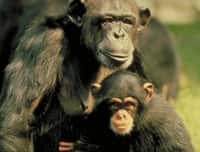 Le chimpanzé Pan troglodytes troglodytes