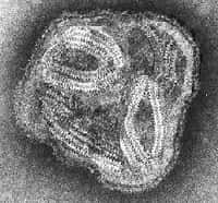 Image en microscopie électronique d'un virus de la famille des paramyxovirus.Crédit : University of Cape Town