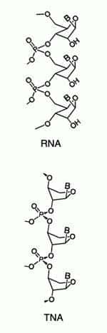 Représentation du squelette sucre-phosphate d'une molécule d'ARn et d'ATN.