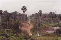 L'Amazonie lacérée par la construction de routes illégales
