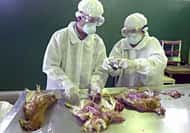 Examen, à Djakarta, de poulets victimes de l'influenza aviaire