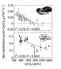 La vitesse d'incorporation de carbonate de calcium (en ordonnée) se réduit avec l'augmentation de gaz carbonique (pCO2, ou pression partielle, en abscisse). L'effet sur la moule est nettement plus sensible.Crédit  : Gazeau et al., 2007.