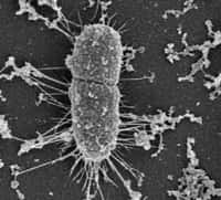 Bactérie en cours de division : souche d'Escherichia coli.