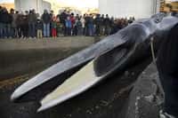 Les chasseurs islandais tuent leur première baleine