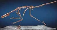 Bruitreraptor gonzalezorum