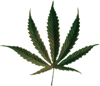 Cannabis : la schizophrénie après le "pétard" ?