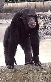 De la supériorité de Mlle Chimpanzé sur M. Chimpanzé