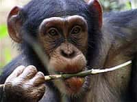Une utilisation encore plus sophistiquée des outils par les chimpanzés