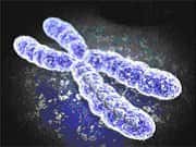 Chromosome vu au microscope à balayage