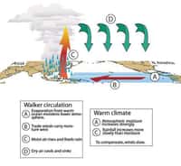 L'influence du réchauffement climatique sur la circulation de Walker(Courtesy of Nature)