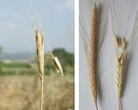 Photo 1 -  d'épis de blé sauvage dont l'épillet est en train de se disséminerPhoto 2 - A gauche épi de blé domestique (indéhiscent), à droite épi de blé sauvage dont l'épillet est en train de se disséminer.&copy; George Willcox
