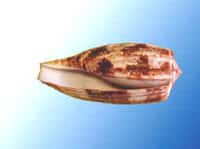 Ce coquillage qui parait inoffensif est un cône Conus magus dont le venin est mortel