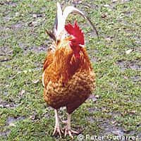 Grippe aviaire : la vaccination des volatiles pour bloquer la propagation